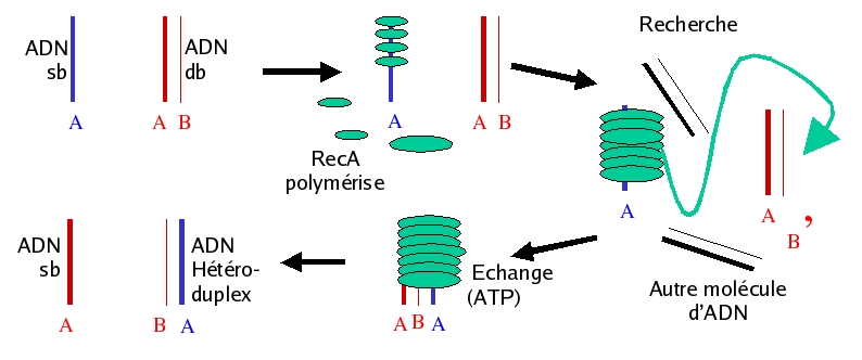 Fig. 1 Schéma de la Recombinaison Homologue