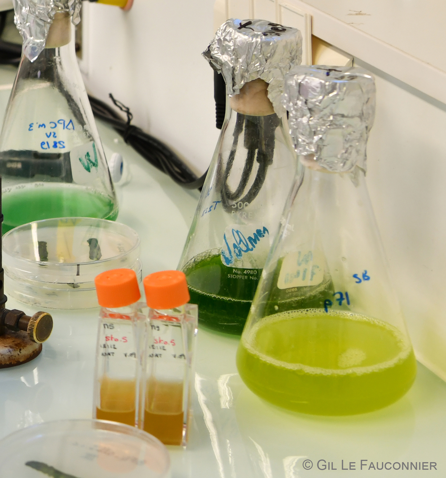 Photobiologie et Physiologie des Plastes et des Microalgues - P3M